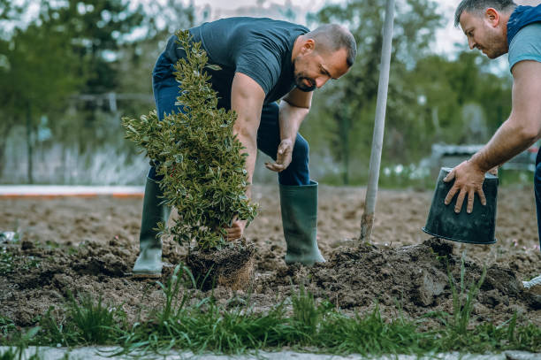 Best Utility Line Clearance  in Lake Holiday, IL