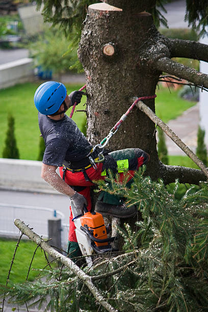 How Our Tree Care Process Works  in  Lake Holiday, IL