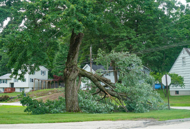 Best Palm Tree Trimming  in Lake Holiday, IL