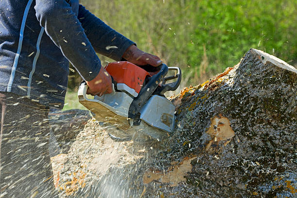  Lake Holiday, IL Tree Services Pros